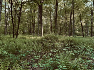 Digging A Hole (The Prophet)