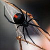 AMIR spiderockillegendevil spider