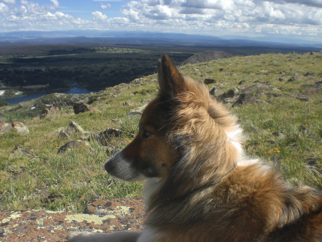 Coyote Fur in the Wind
