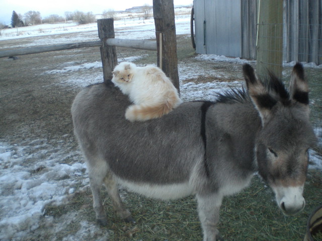 The Cat Naps On The Donkey's Back
