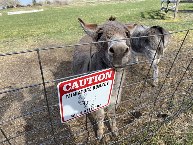 Donkeys Love Their Peanuts