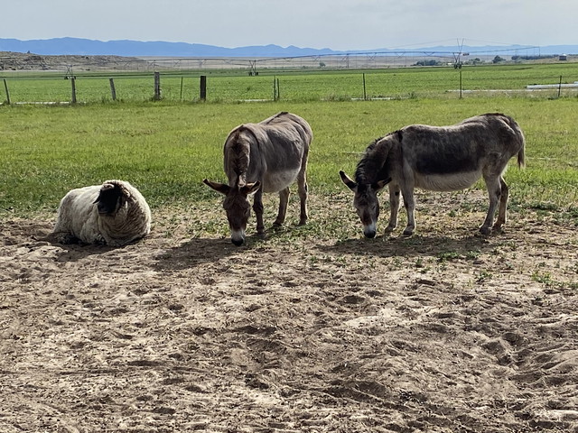They Stand Guard Over Their Friend Nook As He Waits To Die