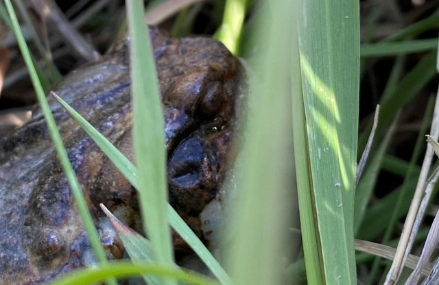 My Song's In Your Mind, Isn't It