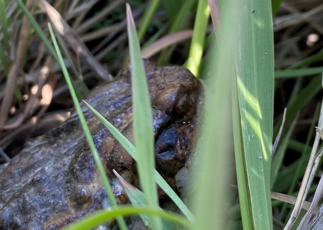 Making A Splash In My Speedo
