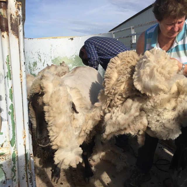 Such Nice Thick Wool