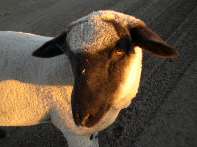 Morning:  Nook Hears The Birds