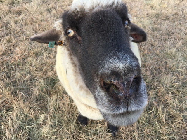 The Gray Nose Contest