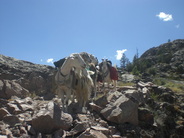 My Sweet Animals Share The Joy