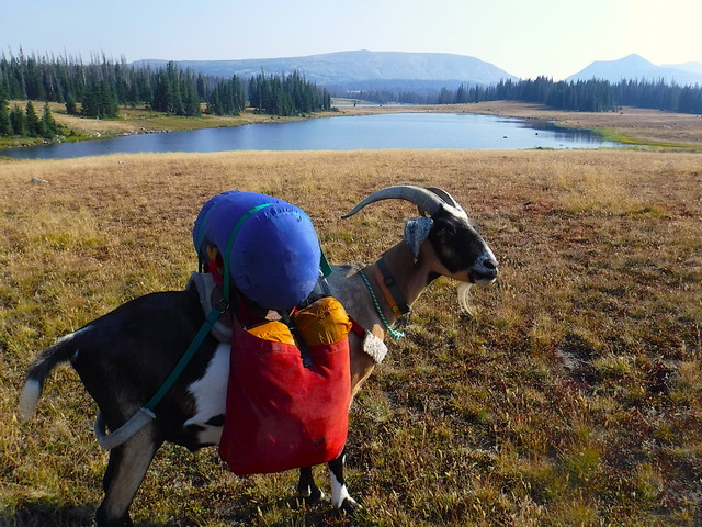 Smokey Joe Goes Camping By Himself