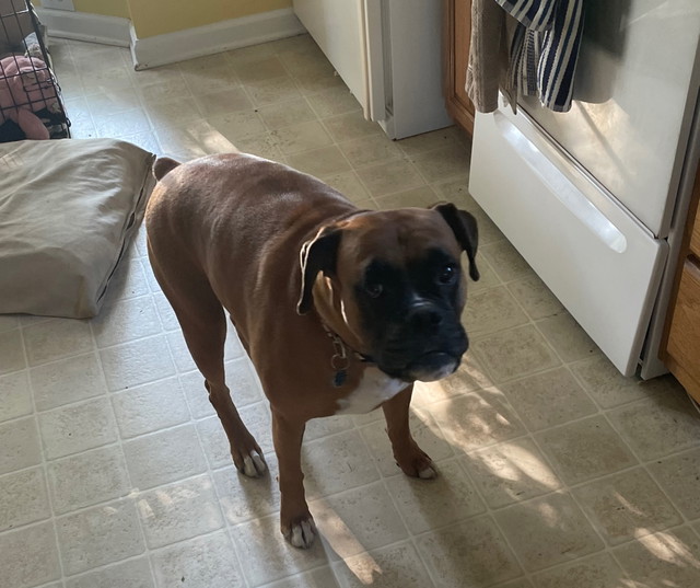 Mojo