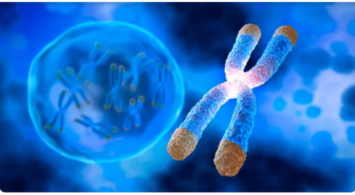 Telomeres and Longevity