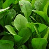 Arugula Side E.